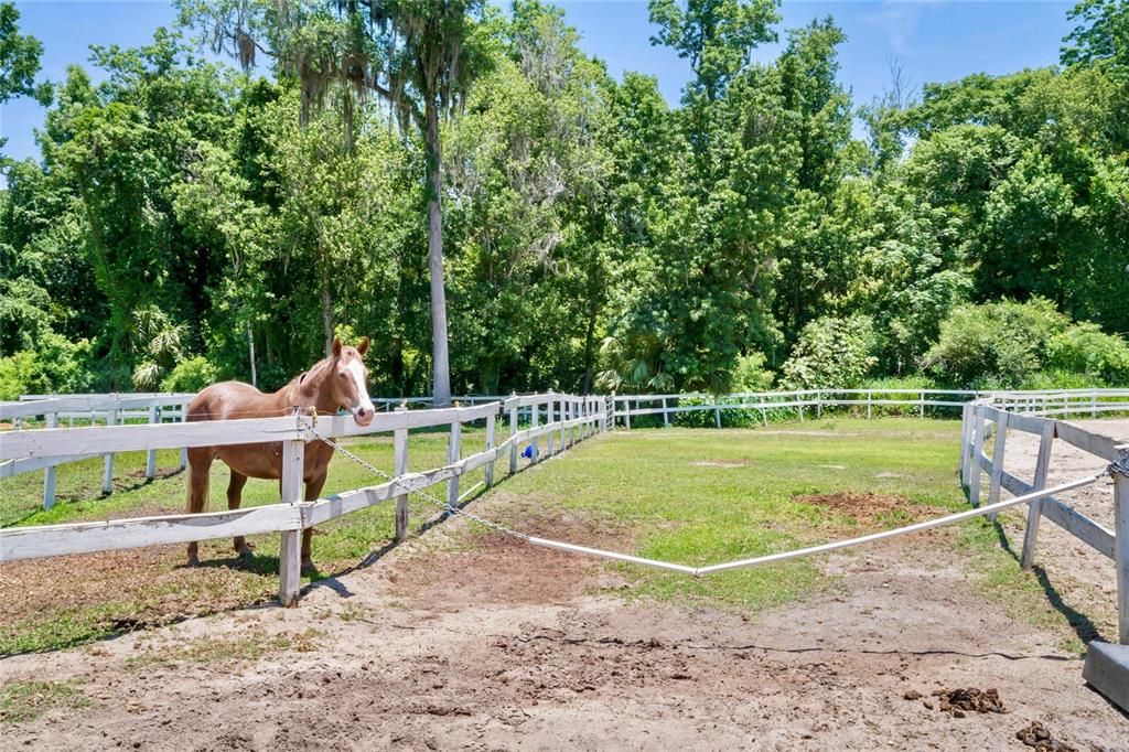 Community Stables