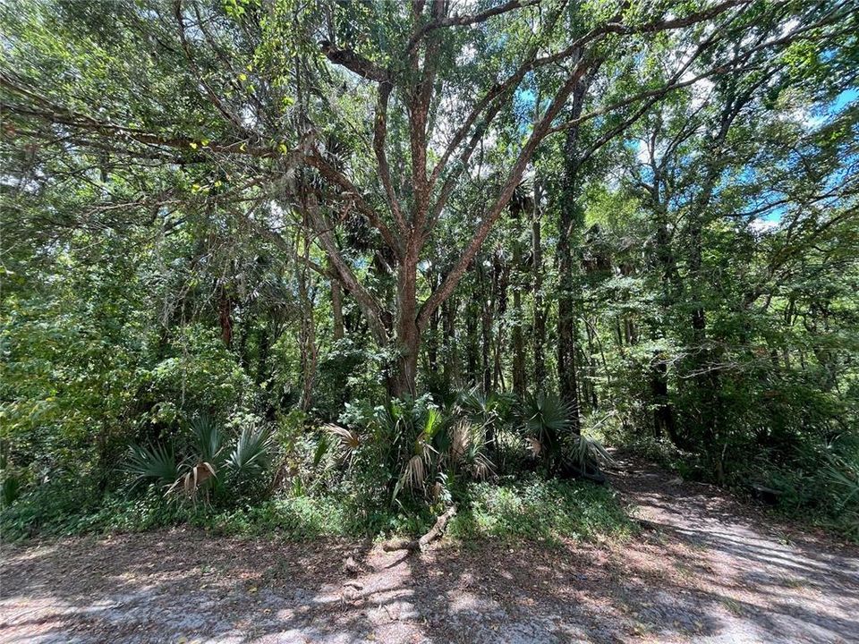 En Venta: $10,000 (1.00 acres)