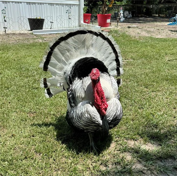 Turkeys and Chickens galore!