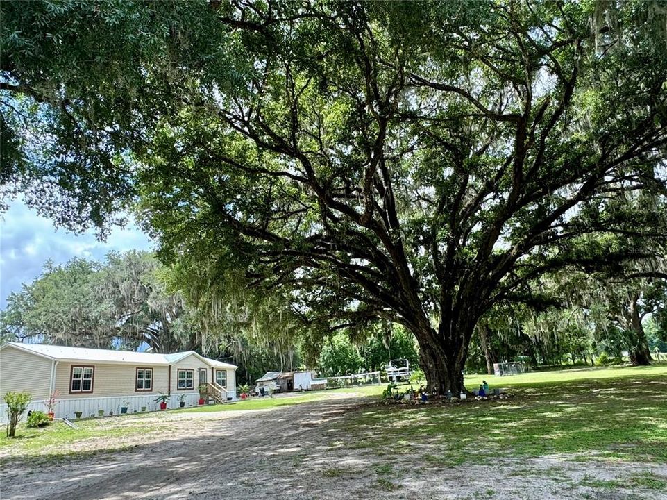 3RD LARGEST LIVE OAK TREE IN MARION COUNTY