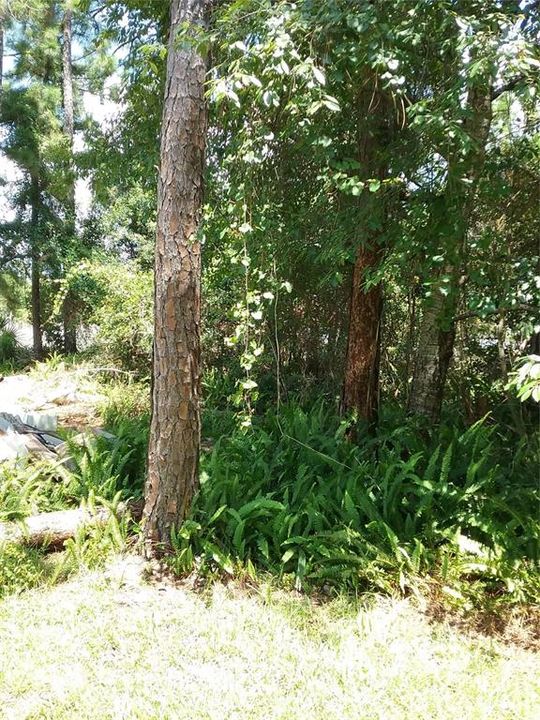 En Venta: $68,000 (0.45 acres)