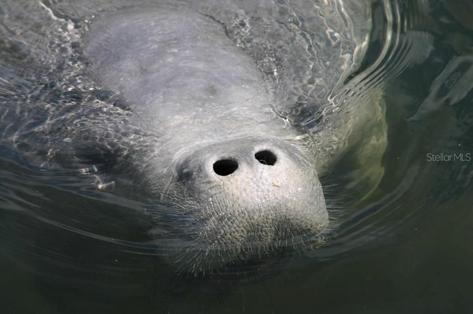 Manatee