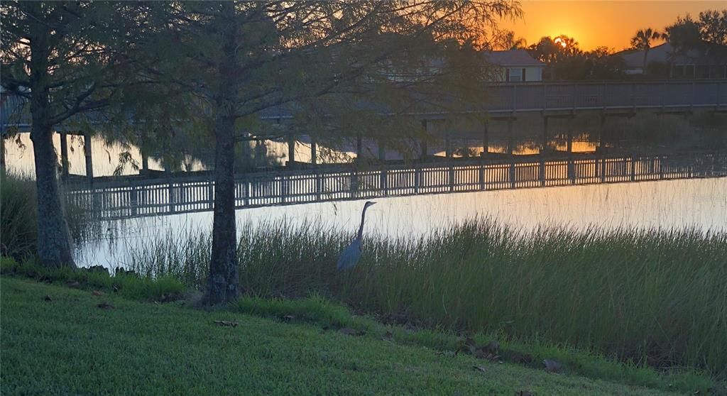 The duck is enjoying the sunset as well