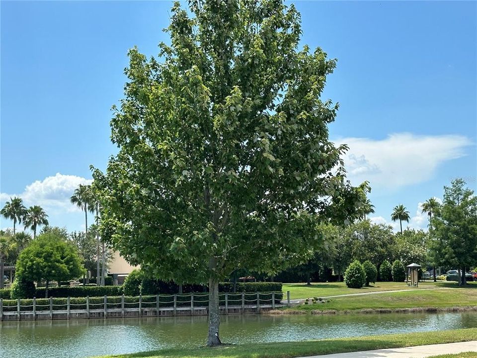 Neighborhood Pond