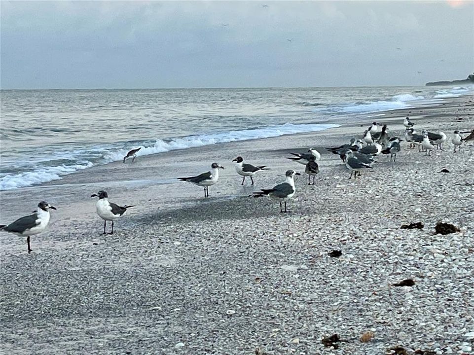 Sandpipers