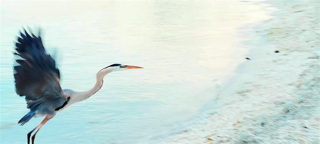 Heron in flight