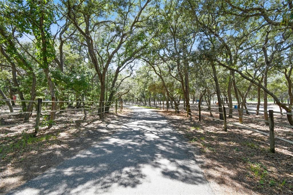 This is the lovely and serene driveway.