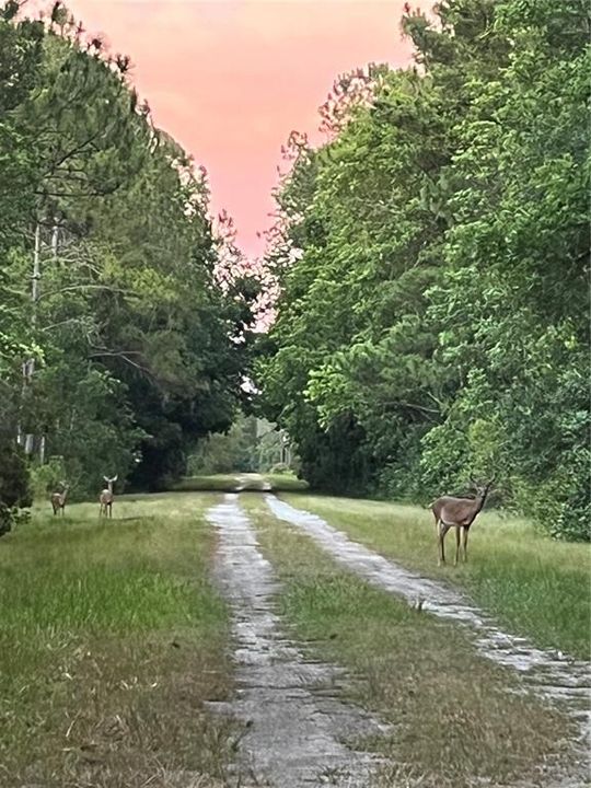 Another beautiful sight in Paradise Lakes Estates