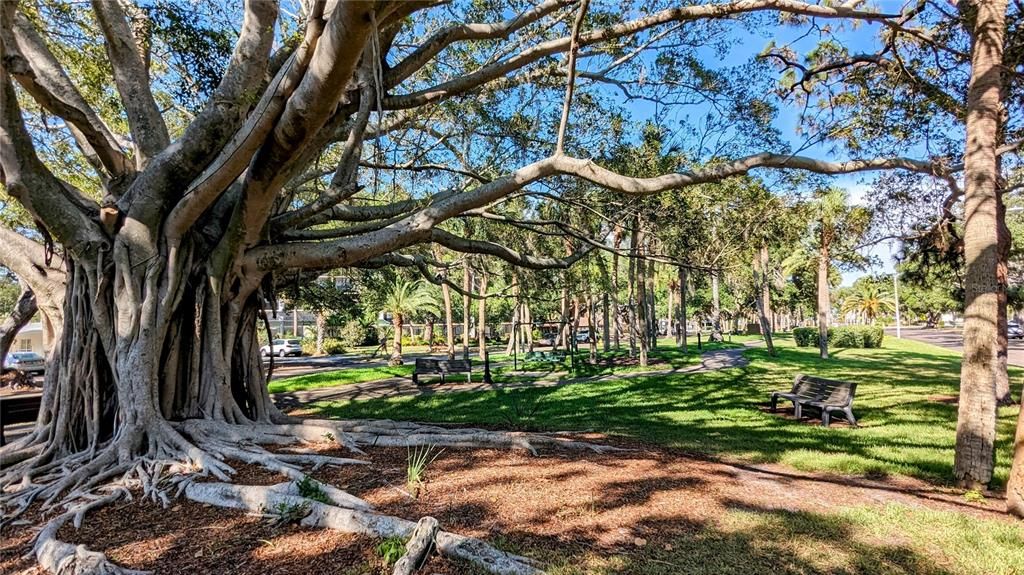 Majestic Banyan trees in the park across from the Venice Ave Condo