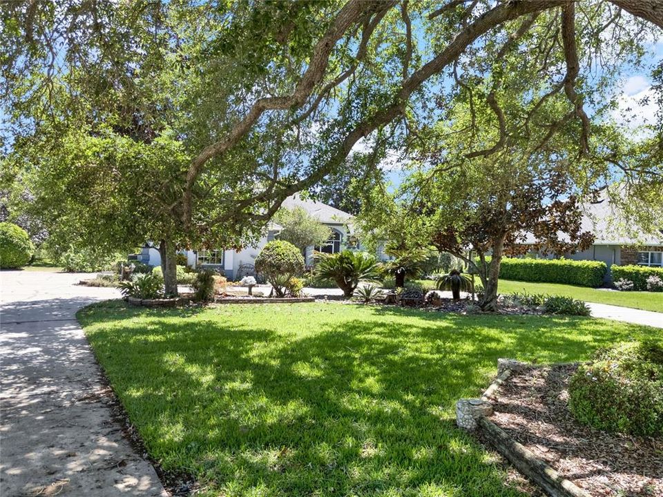 Large lush yard