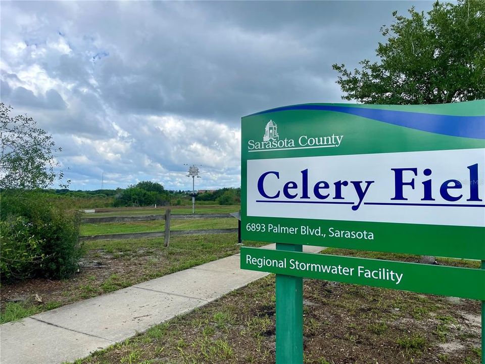 Celery Fields