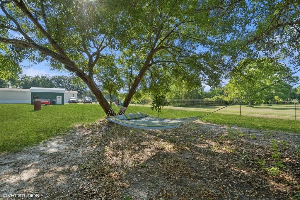 Hammock Trees