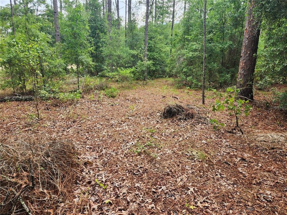 looking west at the lot from about 50 ft in