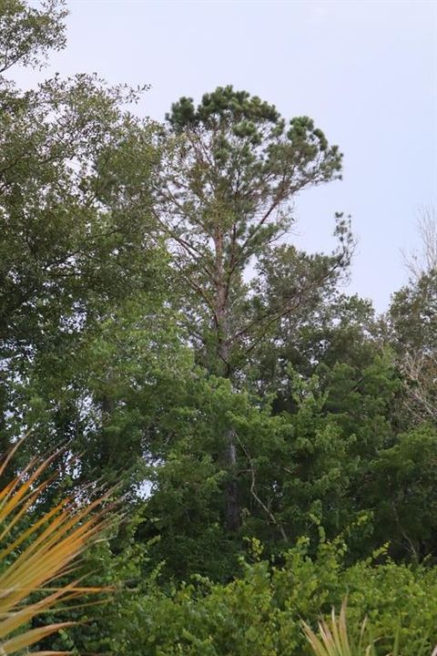 Mature tall pines