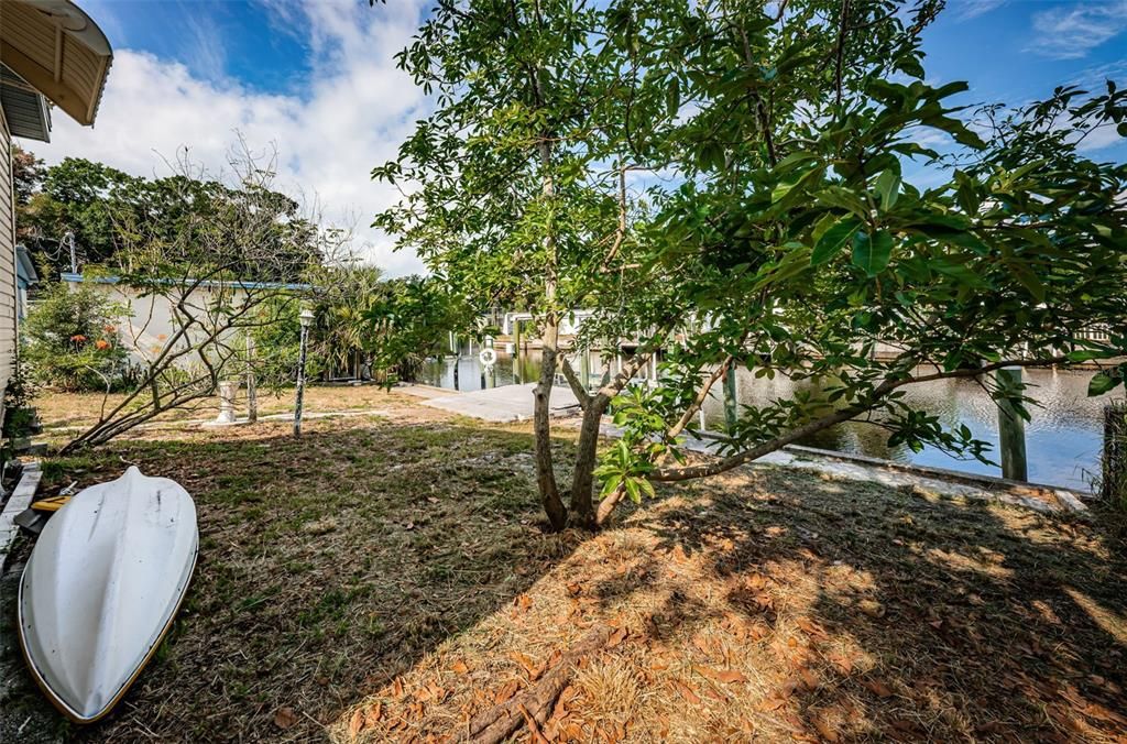 Waterfront Backyard with Avacado tree.