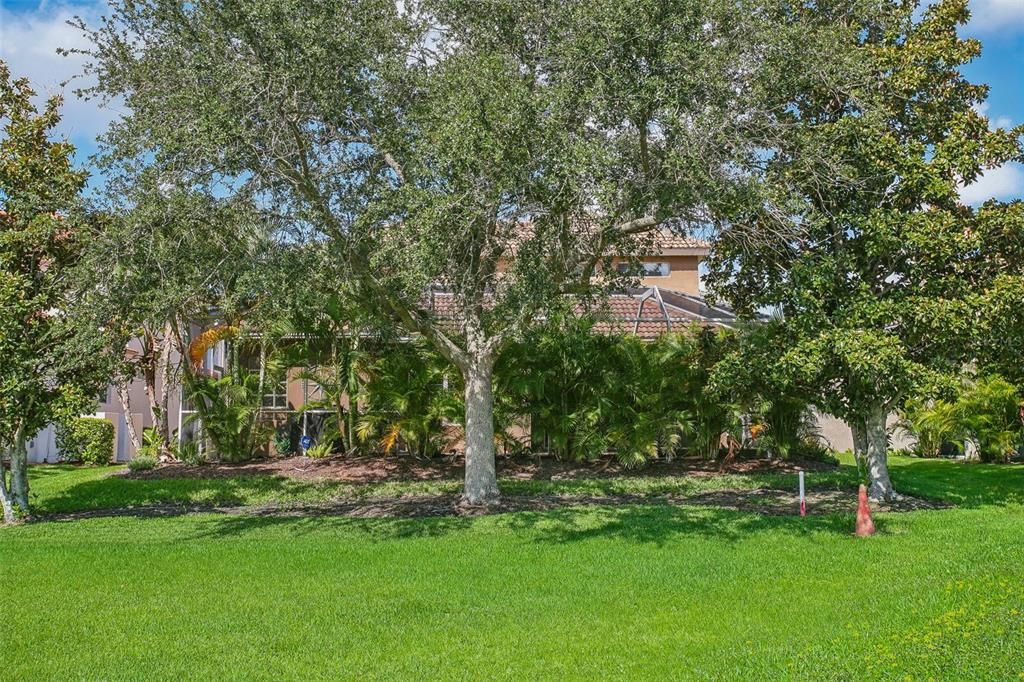 Mature Trees Allowing Privacy