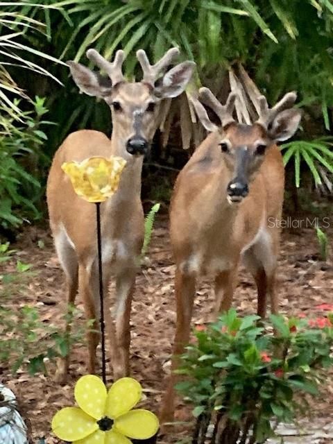 visitors off back deck