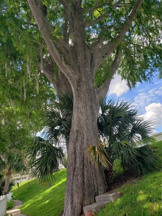 Towering Cypress trees offer ample shade