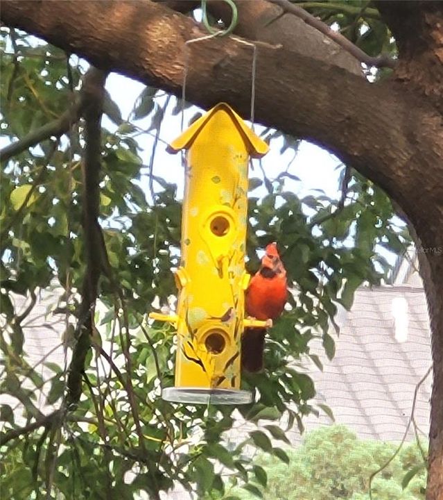 The bird feeder has attracted Cardinals and Finches