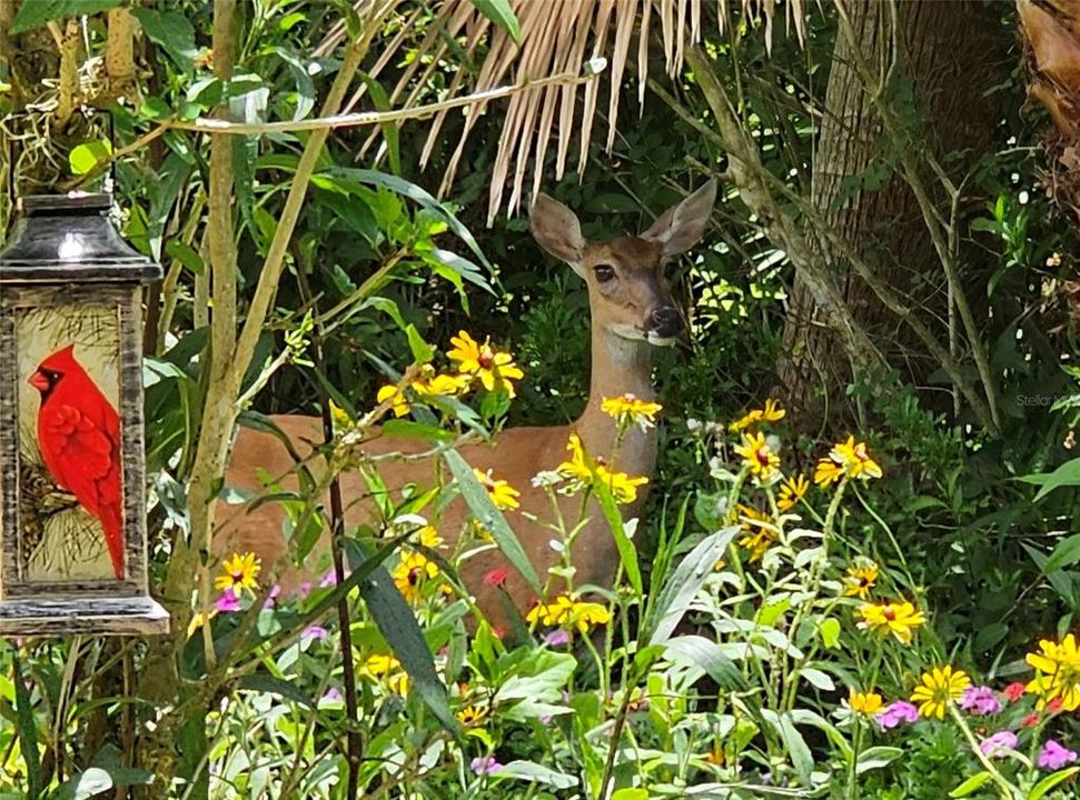 Neighbors stop by often