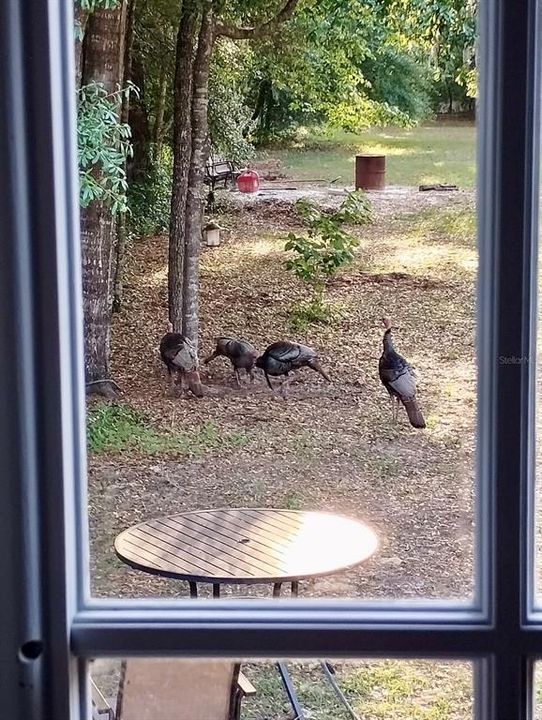 visiting turkeys