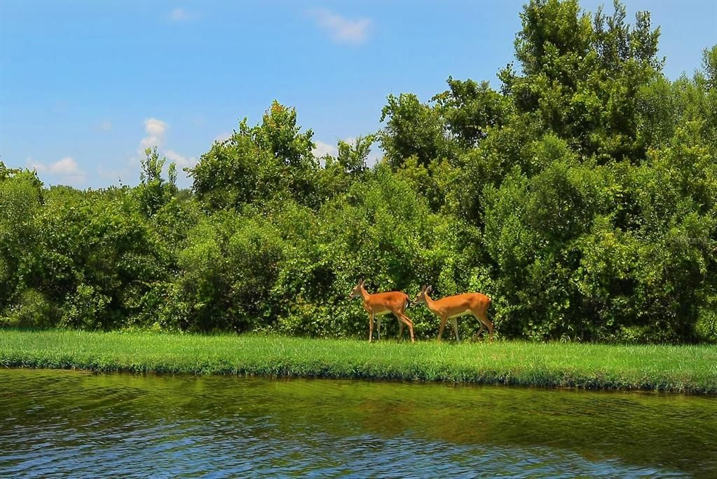 Nature abounds in Laurel Oak