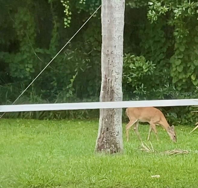 Neighborhood Friends