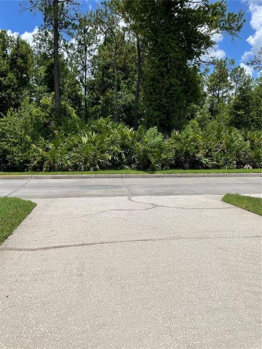 Driveway looking out to Conservation Area