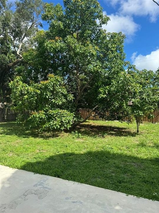 Backyard and fruit trees