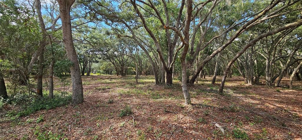 Activo con contrato: $45,000 (1.16 acres)