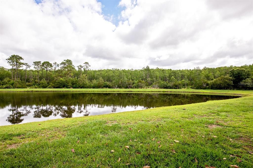 Pond View