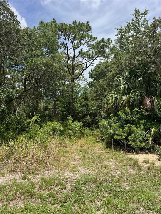 Driveway into the property