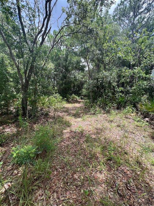 Driveway into the property