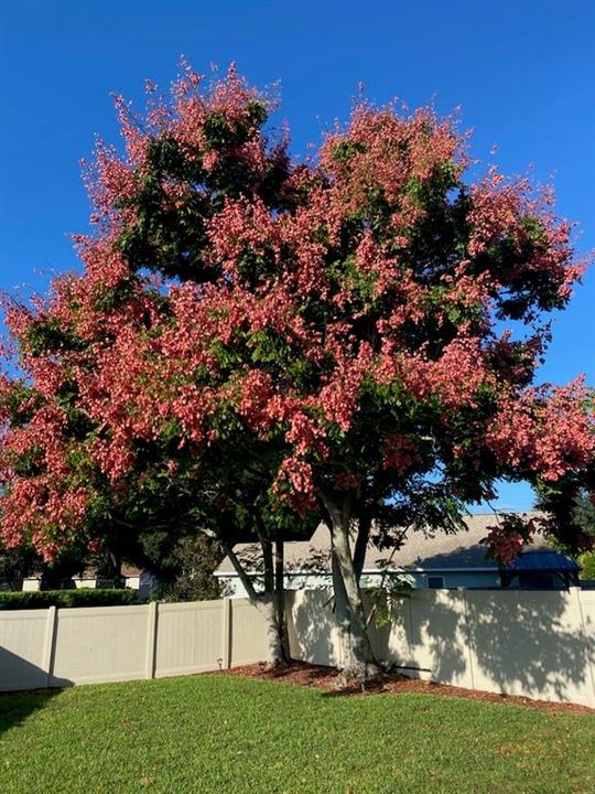 Beautiful Blooms in the spring and fall.