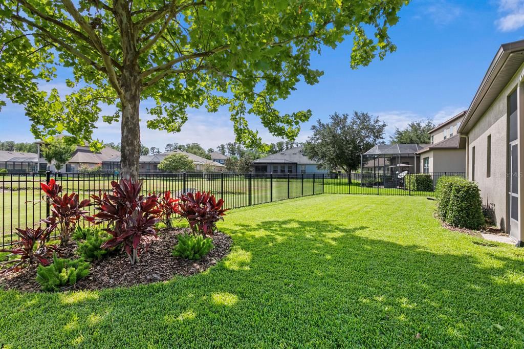 Great shade tree in the backyard