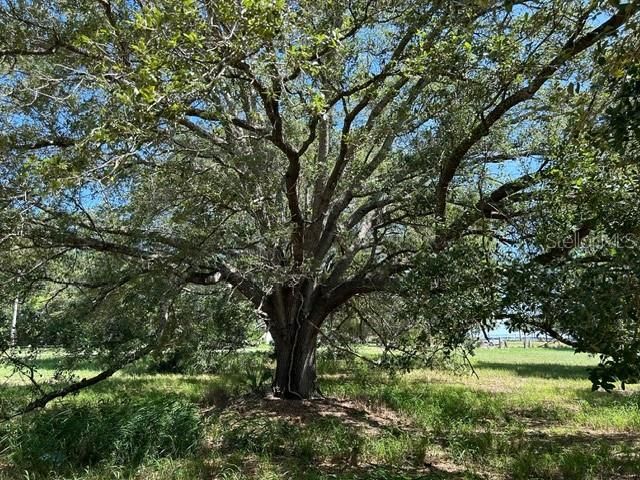 На продажу: $1,799,000 (17.23 acres)