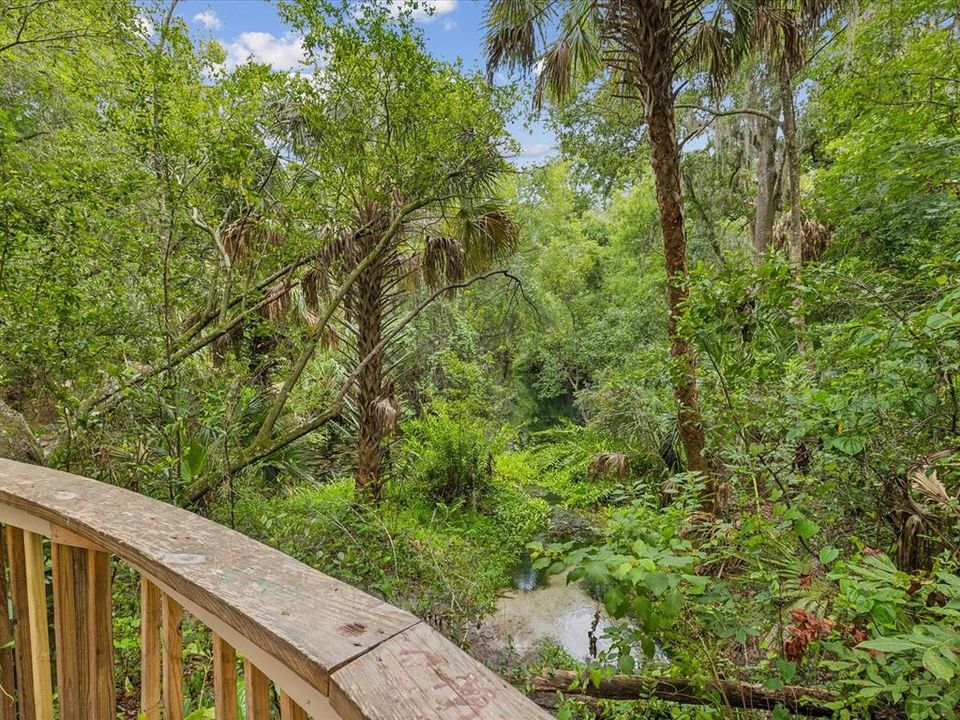 View of the Anclote River and Florida native plants and trees