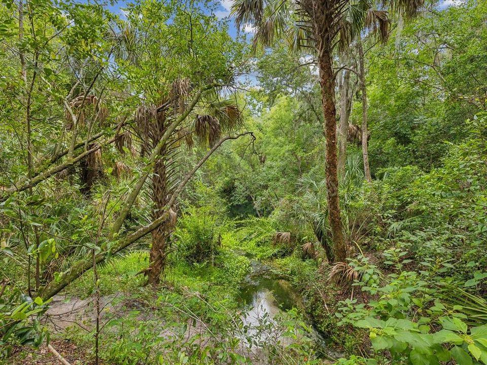 View of the Anclote River and Florida native plants and trees