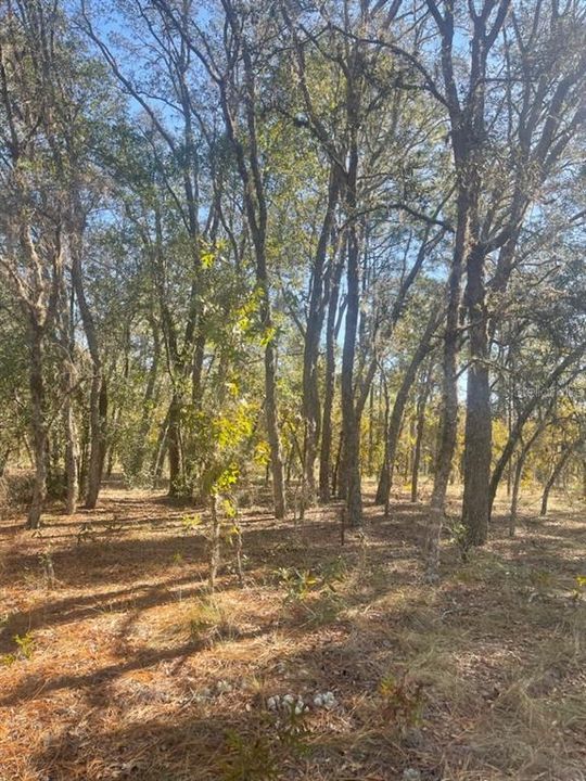 For Sale: $33,000 (1.08 acres)