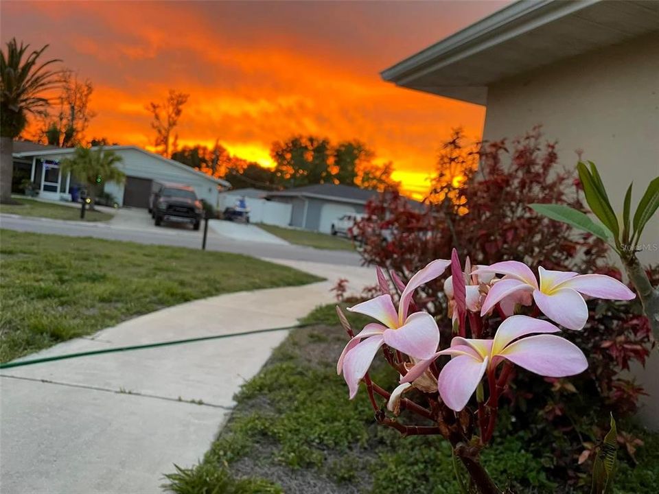 Sunset pic with Plumeria.