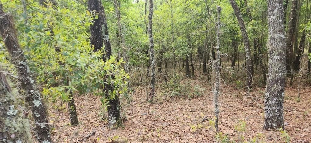 Active With Contract: $64,500 (1.03 acres)