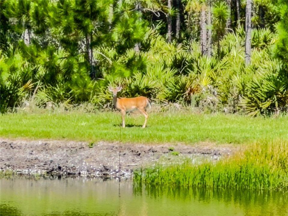 Wildlife in your own back yard!