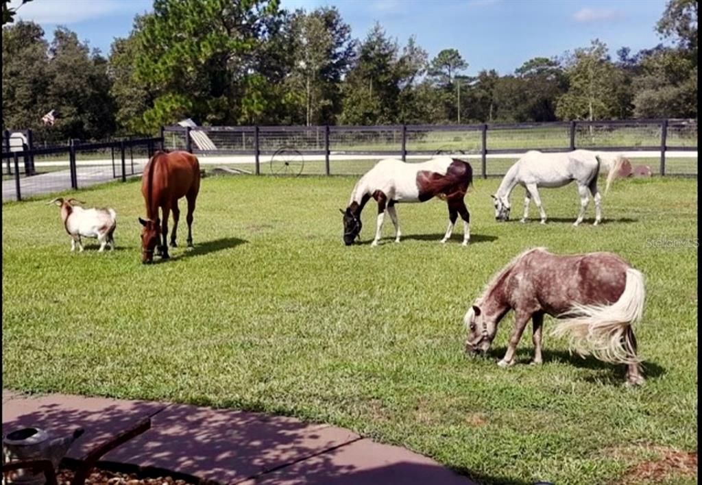 Owner's horses and goat grazing on the property.