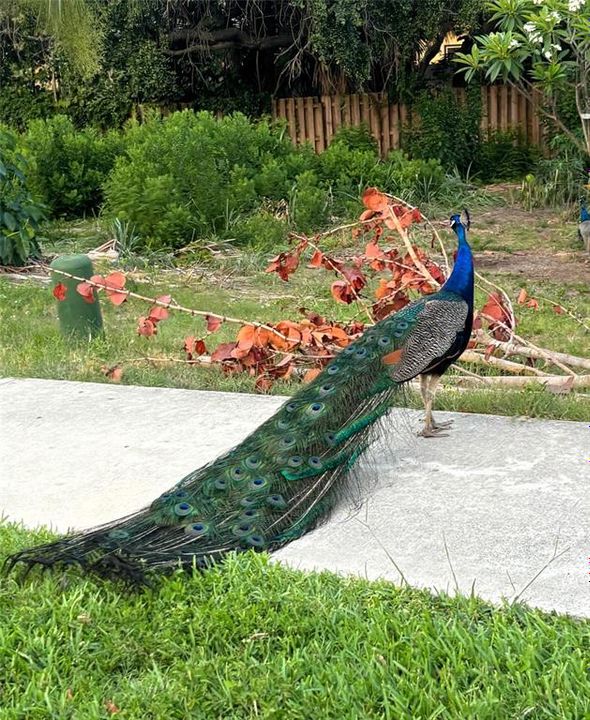 Magnificent Peacock strolling Peacock Beach