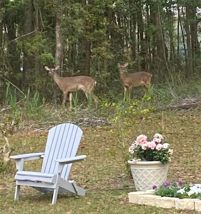 Occasional wildlife greets you in the back yard!