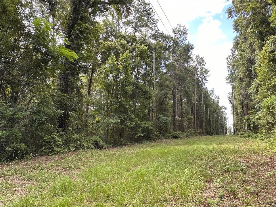 Cleared path to the back of the property