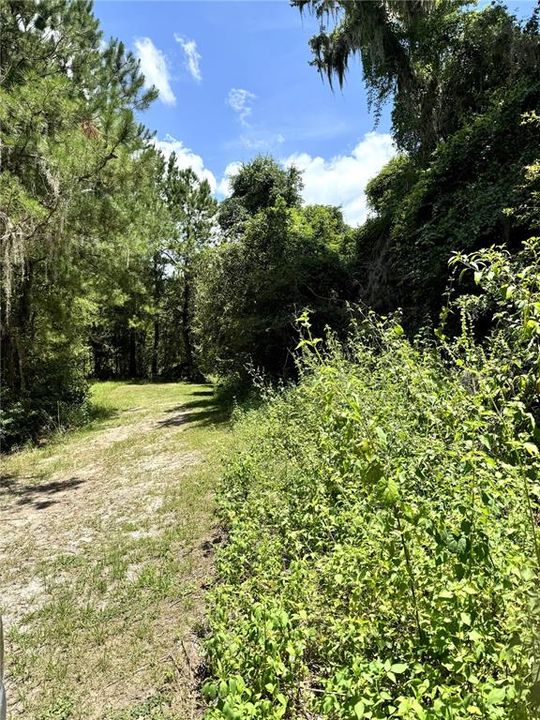 Trail going to food plot