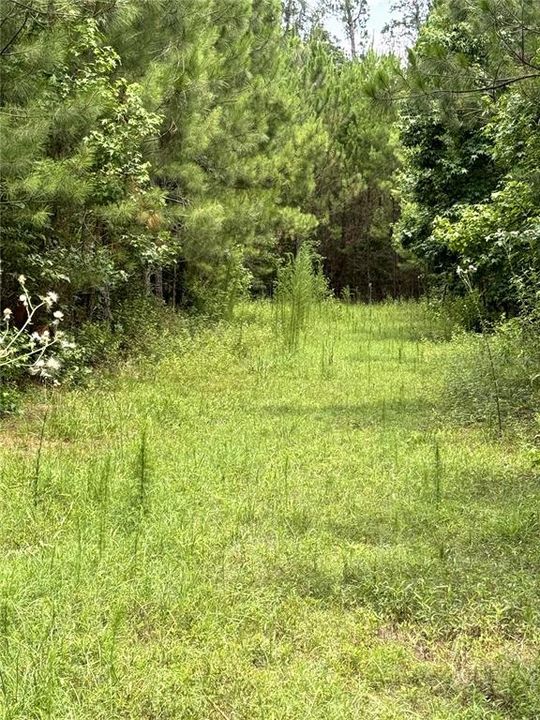 Food plot one