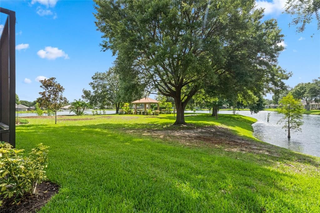 Large Shade Tree nestled along the lake shores