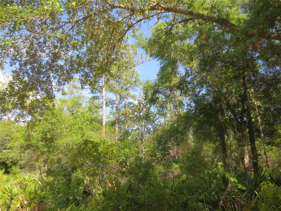 En Venta: $399,000 (31.80 acres)